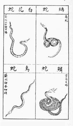 snake-chinese