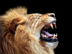 lion_roar_3in