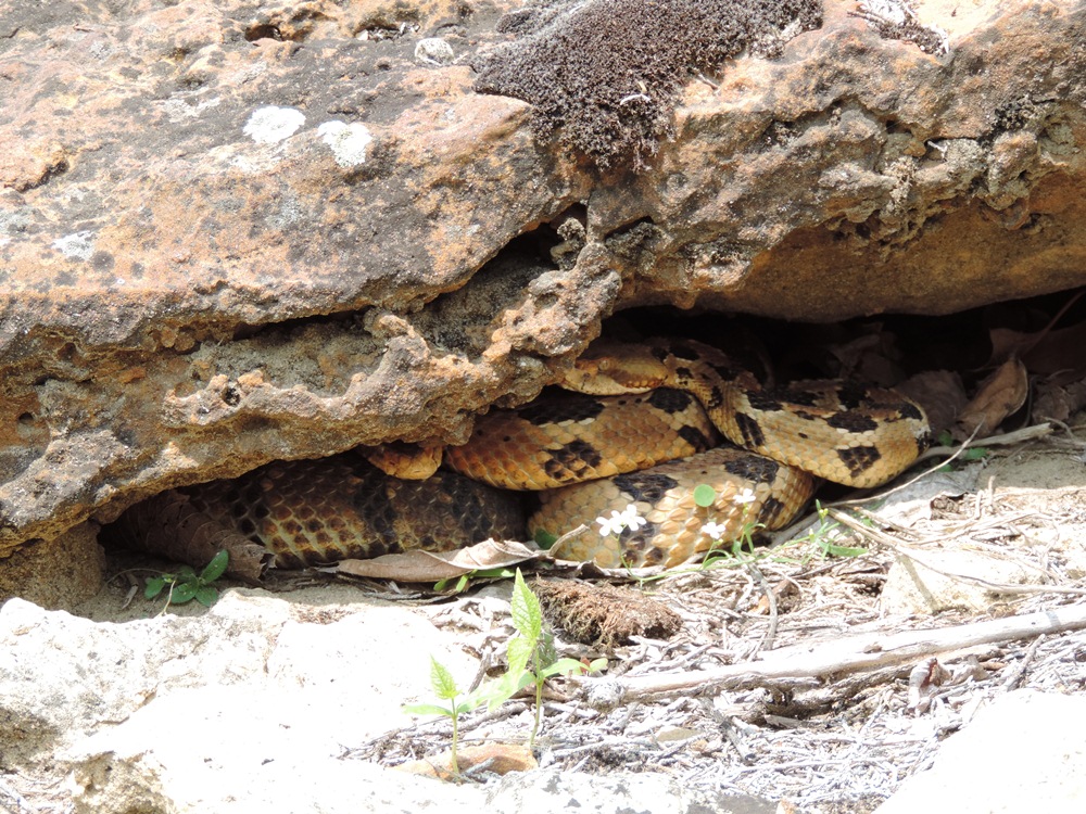 Snake under a rock