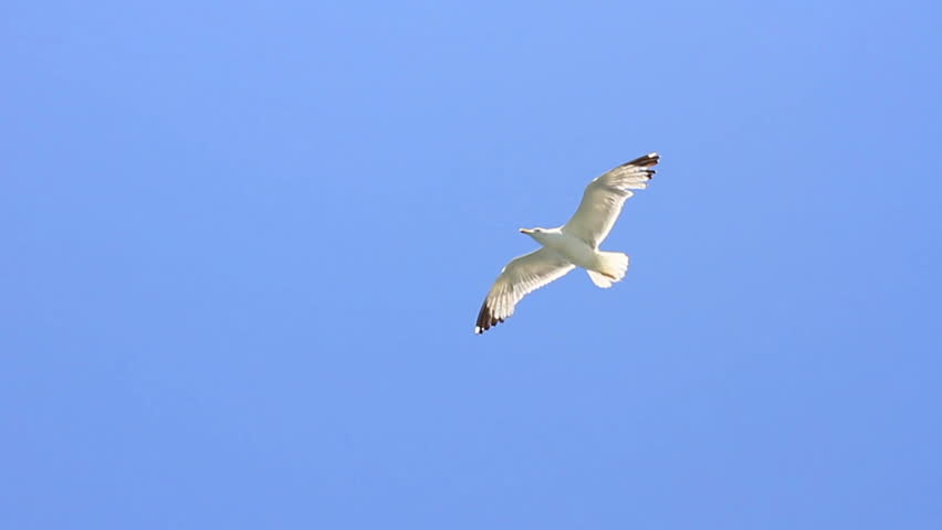bird-flying